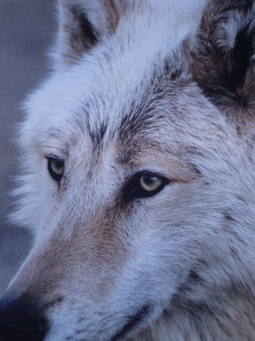 [23 b Wolfs Idaho[2].jpg]